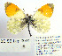  (Anthocharis gruneri - BC_SB_Lep_0031)  @14 [ ] CreativeCommons - Attribution (2010) Gergin Blagoev, Centre for Biodiversity Genomics Centre for Biodiversity Genomics