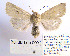  ( - BC_SB_Lep_0032)  @14 [ ] CreativeCommons - Attribution (2010) Gergin Blagoev, Centre for Biodiversity Genomics Centre for Biodiversity Genomics