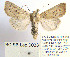  (Mythimna scirpi - BC_SB_Lep_0033)  @14 [ ] CreativeCommons - Attribution (2010) Gergin Blagoev, Centre for Biodiversity Genomics Centre for Biodiversity Genomics