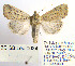  ( - BC_SB_Lep_0034)  @14 [ ] CreativeCommons - Attribution (2010) Gergin Blagoev, Centre for Biodiversity Genomics Centre for Biodiversity Genomics