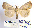  (Exophyla - BC_SB_Lep_0035)  @14 [ ] CreativeCommons - Attribution (2010) Gergin Blagoev, Centre for Biodiversity Genomics Centre for Biodiversity Genomics
