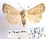  ( - BC_SB_Lep_0036)  @14 [ ] CreativeCommons - Attribution (2010) Gergin Blagoev, Centre for Biodiversity Genomics Centre for Biodiversity Genomics