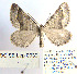  ( - BC_SB_Lep_0039)  @13 [ ] CreativeCommons - Attribution (2010) Gergin Blagoev, Centre for Biodiversity Genomics Centre for Biodiversity Genomics