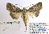  ( - BC_SB_Lep_0042)  @13 [ ] CreativeCommons - Attribution (2010) Gergin Blagoev, Centre for Biodiversity Genomics Centre for Biodiversity Genomics