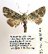  ( - BC_SB_Lep_0044)  @13 [ ] CreativeCommons - Attribution (2010) Gergin Blagoev, Centre for Biodiversity Genomics Centre for Biodiversity Genomics