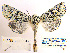  (Griposia wegneri - BC_SB_Lep_0047)  @11 [ ] CreativeCommons - Attribution (2010) Gergin Blagoev, Centre for Biodiversity Genomics Centre for Biodiversity Genomics
