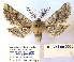  (Apochima flabellaria - BC_SB_Lep_0062)  @15 [ ] CreativeCommons - Attribution (2010) Gergin Blagoev, Centre for Biodiversity Genomics Centre for Biodiversity Genomics