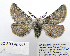  ( - BC_SB_Lep_0071)  @13 [ ] CreativeCommons - Attribution (2010) Gergin Blagoev, Centre for Biodiversity Genomics Centre for Biodiversity Genomics