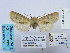  (Dasypolia ferdinandi ferdinandi - BC_SB_Lep_0087)  @12 [ ] CreativeCommons - Attribution (2010) Gergin Blagoev, Centre for Biodiversity Genomics Centre for Biodiversity Genomics