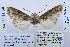  ( - BC_SB_Lep_0090)  @12 [ ] CreativeCommons - Attribution (2010) Gergin Blagoev, Centre for Biodiversity Genomics Centre for Biodiversity Genomics