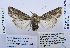  ( - BC_SB_Lep_0091)  @12 [ ] CreativeCommons - Attribution (2010) Gergin Blagoev, Centre for Biodiversity Genomics Centre for Biodiversity Genomics