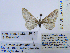  ( - BC_SB_Lep_0094)  @13 [ ] CreativeCommons - Attribution (2010) Gergin Blagoev, Centre for Biodiversity Genomics Centre for Biodiversity Genomics