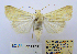  ( - BC_SB_Lep_0098)  @13 [ ] CreativeCommons - Attribution (2010) Gergin Blagoev, Centre for Biodiversity Genomics Centre for Biodiversity Genomics