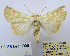  ( - BC_SB_Lep_0099)  @13 [ ] CreativeCommons - Attribution (2010) Gergin Blagoev, Centre for Biodiversity Genomics Centre for Biodiversity Genomics