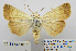  (Dichagyris flavina pretiosa - BC_SB_Lep_0102)  @14 [ ] CreativeCommons - Attribution (2010) Gergin Blagoev, Centre for Biodiversity Genomics Centre for Biodiversity Genomics