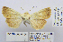  ( - BC_SB_Lep_0104)  @12 [ ] CreativeCommons - Attribution (2010) Gergin Blagoev, Centre for Biodiversity Genomics Centre for Biodiversity Genomics