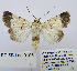  (Dichagyris melanura melanura - BC_SB_Lep_0105)  @14 [ ] CreativeCommons - Attribution (2010) Gergin Blagoev, Centre for Biodiversity Genomics Centre for Biodiversity Genomics