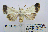  (Dichagyris melanura albida - BC_SB_Lep_0109)  @14 [ ] CreativeCommons - Attribution (2010) Gergin Blagoev, Centre for Biodiversity Genomics Centre for Biodiversity Genomics