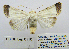  ( - BC_SB_Lep_0110)  @14 [ ] CreativeCommons - Attribution (2010) Gergin Blagoev, Centre for Biodiversity Genomics Centre for Biodiversity Genomics