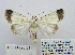  ( - BC_SB_Lep_0111)  @14 [ ] CreativeCommons - Attribution (2010) Gergin Blagoev, Centre for Biodiversity Genomics Centre for Biodiversity Genomics