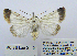  ( - BC_SB_Lep_0112)  @14 [ ] CreativeCommons - Attribution (2010) Gergin Blagoev, Centre for Biodiversity Genomics Centre for Biodiversity Genomics