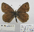  ( - BC_SB_Lep_0129)  @13 [ ] CreativeCommons - Attribution (2010) Gergin Blagoev, Centre for Biodiversity Genomics Centre for Biodiversity Genomics