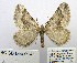  ( - BC_SB_Lep_0141)  @11 [ ] CreativeCommons - Attribution (2010) Gergin Blagoev, Centre for Biodiversity Genomics Centre for Biodiversity Genomics