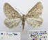  ( - BC_SB_Lep_0159)  @11 [ ] CreativeCommons - Attribution (2010) Gergin Blagoev, Centre for Biodiversity Genomics Centre for Biodiversity Genomics