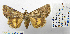  ( - BC_SB_Lep_0192)  @14 [ ] CreativeCommons - Attribution (2010) Gergin Blagoev, Centre for Biodiversity Genomics Centre for Biodiversity Genomics
