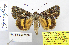  ( - BC_SB_Lep_0197)  @13 [ ] CreativeCommons - Attribution (2010) Gergin Blagoev, Centre for Biodiversity Genomics Centre for Biodiversity Genomics
