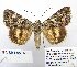  ( - BC_SB_Lep_0200)  @14 [ ] CreativeCommons - Attribution (2010) Gergin Blagoev, Centre for Biodiversity Genomics Centre for Biodiversity Genomics