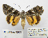  ( - BC_SB_Lep_0203)  @14 [ ] CreativeCommons - Attribution (2010) Gergin Blagoev, Centre for Biodiversity Genomics Centre for Biodiversity Genomics