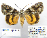  ( - BC_SB_Lep_0204)  @14 [ ] CreativeCommons - Attribution (2010) Gergin Blagoev, Centre for Biodiversity Genomics Centre for Biodiversity Genomics