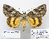  (Catocala diversa - BC_SB_Lep_0205)  @15 [ ] CreativeCommons - Attribution (2010) Gergin Blagoev, Centre for Biodiversity Genomics Centre for Biodiversity Genomics