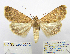  (Autophila rosea - BC_SB_Lep_0212)  @15 [ ] CreativeCommons - Attribution (2010) Gergin Blagoev, Centre for Biodiversity Genomics Centre for Biodiversity Genomics