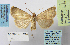  ( - BC_SB_Lep_0214)  @13 [ ] CreativeCommons - Attribution (2010) Gergin Blagoev, Centre for Biodiversity Genomics Centre for Biodiversity Genomics