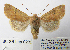  (Agrochola rupicapra - BC_SB_Lep_0232)  @14 [ ] CreativeCommons - Attribution (2010) Gergin Blagoev, Centre for Biodiversity Genomics Centre for Biodiversity Genomics