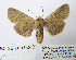  ( - BC_SB_Lep_0240)  @14 [ ] CreativeCommons - Attribution (2010) Gergin Blagoev, Centre for Biodiversity Genomics Centre for Biodiversity Genomics