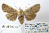  ( - BC_SB_Lep_0241)  @14 [ ] CreativeCommons - Attribution (2010) Gergin Blagoev, Centre for Biodiversity Genomics Centre for Biodiversity Genomics