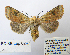  ( - BC_SB_Lep_0247)  @13 [ ] CreativeCommons - Attribution (2010) Gergin Blagoev, Centre for Biodiversity Genomics Centre for Biodiversity Genomics