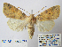  ( - BC_SB_Lep_0275)  @14 [ ] CreativeCommons - Attribution (2010) Gergin Blagoev, Centre for Biodiversity Genomics Centre for Biodiversity Genomics