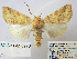  ( - BC_SB_Lep_0276)  @14 [ ] CreativeCommons - Attribution (2010) Gergin Blagoev, Centre for Biodiversity Genomics Centre for Biodiversity Genomics