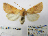  ( - BC_SB_Lep_0282)  @15 [ ] CreativeCommons - Attribution (2010) Gergin Blagoev, Centre for Biodiversity Genomics Centre for Biodiversity Genomics
