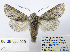  ( - BC_SB_Lep_0291)  @15 [ ] CreativeCommons - Attribution (2010) Gergin Blagoev, Centre for Biodiversity Genomics Centre for Biodiversity Genomics