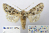  (Asteroscopus sphinx - BC_SB_Lep_0296)  @15 [ ] CreativeCommons - Attribution (2010) Gergin Blagoev, Centre for Biodiversity Genomics Centre for Biodiversity Genomics