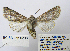  (Antitype jonis - BC_SB_Lep_0298)  @14 [ ] CreativeCommons - Attribution (2010) Gergin Blagoev, Centre for Biodiversity Genomics Centre for Biodiversity Genomics