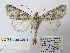  ( - BC_SB_Lep_0301)  @13 [ ] CreativeCommons - Attribution (2010) Gergin Blagoev, Centre for Biodiversity Genomics Centre for Biodiversity Genomics