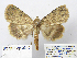  (Autophila ligaminosa - BC_SB_Lep_0310)  @15 [ ] CreativeCommons - Attribution (2010) Gergin Blagoev, Centre for Biodiversity Genomics Centre for Biodiversity Genomics