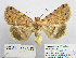  ( - BC_SB_Lep_0313)  @14 [ ] CreativeCommons - Attribution (2010) Gergin Blagoev, Centre for Biodiversity Genomics Centre for Biodiversity Genomics