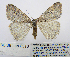  ( - BC_SB_Lep_0316)  @14 [ ] CreativeCommons - Attribution (2010) Gergin Blagoev, Centre for Biodiversity Genomics Centre for Biodiversity Genomics